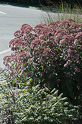 Little Joe Dwarf Joe Pye Weed (Eupatorium maculatum 'Little Joe') at Glasshouse Nursery