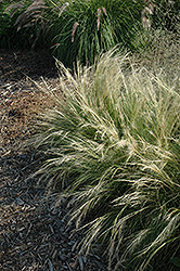 Pony Tails Mexican Feather Grass (Stipa tenuissima 'Pony Tails') at Glasshouse Nursery