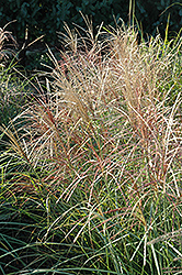 Red Silver Maiden Grass (Miscanthus sinensis 'Rotsilber') at Glasshouse Nursery