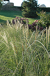 Sarabande Maiden Grass (Miscanthus sinensis 'Sarabande') at Glasshouse Nursery