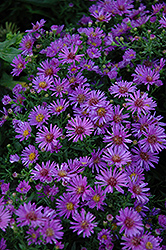 Woods Purple Aster (Symphyotrichum 'Woods Purple') at Glasshouse Nursery