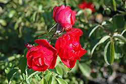 Flower Carpet Scarlet Rose (Rosa 'Flower Carpet Scarlet') at Glasshouse Nursery