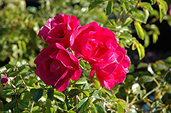 Flower Carpet Pink Rose (Rosa 'Flower Carpet Pink') at Glasshouse Nursery