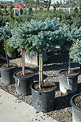 Globe Blue Spruce (tree form) (Picea pungens 'Globosa (tree form)') at Glasshouse Nursery