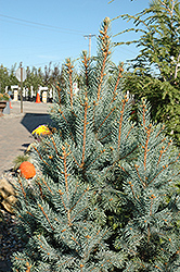 Iseli Fastigiate Spruce (Picea pungens 'Iseli Fastigiata') at Glasshouse Nursery