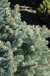Sester Dwarf Blue Spruce (Picea pungens 'Sester Dwarf') at Glasshouse Nursery