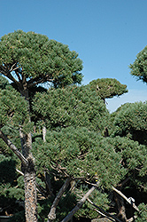 Poodle Dwarf Scotch Pine (Pinus sylvestris 'Poodle') at Glasshouse Nursery
