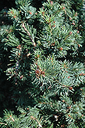 Gnom Dwarf Spruce (Picea omorika 'Gnom') at Glasshouse Nursery