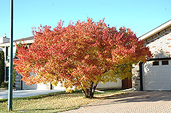 Amur Maple (multi-stem) (Acer ginnala '(multi-stem)') at Glasshouse Nursery