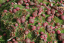 Red Beauty Hens And Chicks (Sempervivum 'Red Beauty') at Glasshouse Nursery