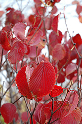 Arrowwood (Viburnum dentatum) at Glasshouse Nursery