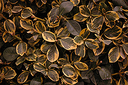 Country Gold Wintercreeper (Euonymus fortunei 'Country Gold') at Glasshouse Nursery