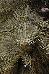 Blue Select White Fir (Abies concolor 'Glauca Select') at Glasshouse Nursery