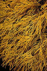 Lemon Thread Falsecypress (Chamaecyparis pisifera 'Lemon Thread') at Glasshouse Nursery