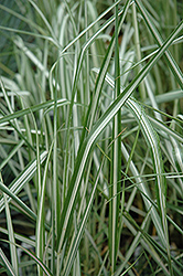 Avalanche Reed Grass (Calamagrostis x acutiflora 'Avalanche') at Glasshouse Nursery