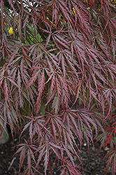 Tamukeyama Japanese Maple (Acer palmatum 'Tamukeyama') at Glasshouse Nursery