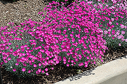 Firewitch Pinks (Dianthus gratianopolitanus 'Firewitch') at Glasshouse Nursery
