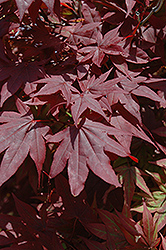 Oshio Beni Japanese Maple (Acer palmatum 'Oshio Beni') at Glasshouse Nursery