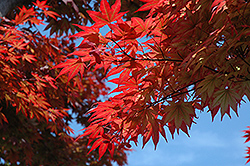 Oshio Beni Japanese Maple (Acer palmatum 'Oshio Beni') at Glasshouse Nursery