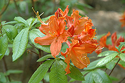 Hotspur Orange Azalea (Rhododendron 'Hotspur Orange') at Glasshouse Nursery