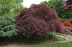 Red Select Cutleaf Japanese Maple (Acer palmatum 'Dissectum Red Select') at Glasshouse Nursery