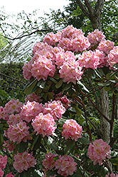 Scintillation Rhododendron (Rhododendron 'Scintillation') at Glasshouse Nursery