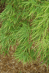 Cutleaf Japanese Maple (Acer palmatum 'Dissectum') at Glasshouse Nursery