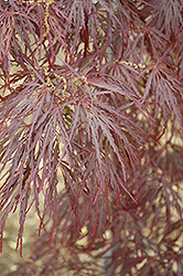 Garnet Cutleaf Japanese Maple (Acer palmatum 'Garnet') at Glasshouse Nursery