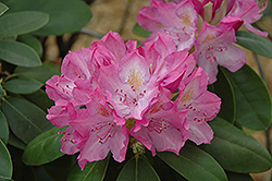 English Roseum Rhododendron (Rhododendron catawbiense 'English Roseum') at Glasshouse Nursery