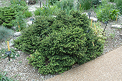 Pumila Norway Spruce (Picea abies 'Pumila') at Glasshouse Nursery