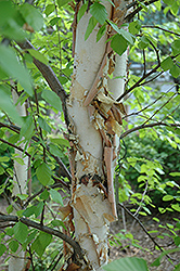 Heritage River Birch (Betula nigra 'Heritage') at Glasshouse Nursery