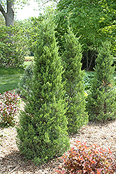 Fairview Juniper (Juniperus chinensis 'Fairview') at Glasshouse Nursery