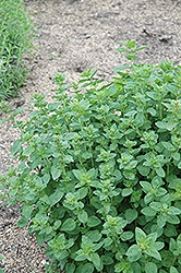 Oregano (Origanum vulgare) at Glasshouse Nursery