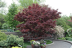 Bloodgood Japanese Maple (Acer palmatum 'Bloodgood') at Glasshouse Nursery
