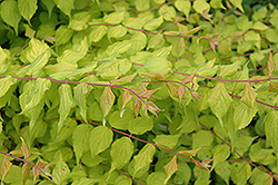 Dream Catcher Beautybush (Kolkwitzia amabilis 'Maradco') at Glasshouse Nursery