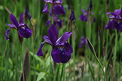 Caesar's Brother Siberian Iris (Iris sibirica 'Caesar's Brother') at Glasshouse Nursery