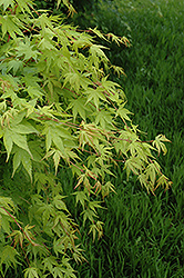 Beni Kawa Coral Bark Japanese Maple (Acer palmatum 'Beni Kawa') at Glasshouse Nursery