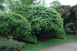 Japanese Maple (Acer palmatum) at Glasshouse Nursery