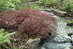 Inaba Shidare Cutleaf Japanese Maple (Acer palmatum 'Inaba Shidare') at Glasshouse Nursery