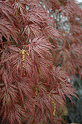 Inaba Shidare Cutleaf Japanese Maple (Acer palmatum 'Inaba Shidare') at Glasshouse Nursery