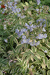 Touch Of Class Jacob's Ladder (Polemonium reptans 'Touch Of Class') at Glasshouse Nursery