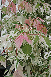 Flamingo Boxelder (Acer negundo 'Flamingo') at Glasshouse Nursery