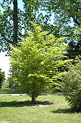 Golden Beech (Fagus sylvatica 'Zlatia') at Glasshouse Nursery