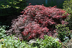 Garnet Cutleaf Japanese Maple (Acer palmatum 'Garnet') at Glasshouse Nursery