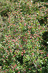 Cranberry Cotoneaster (Cotoneaster apiculatus) at Glasshouse Nursery