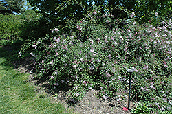 Hers Manchurian Lilac (Syringa pubescens 'Hers') at Glasshouse Nursery