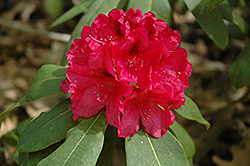 The General Rhododendron (Rhododendron catawbiense 'The General') at Glasshouse Nursery