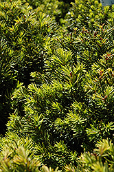 New Selection Yew (Taxus x media 'New Selection') at Glasshouse Nursery