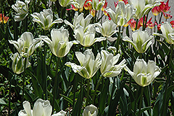 Spring Green Tulip (Tulipa 'Spring Green') at Glasshouse Nursery