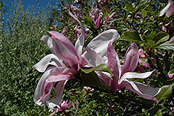 Ricki Magnolia (Magnolia 'Ricki') at Glasshouse Nursery